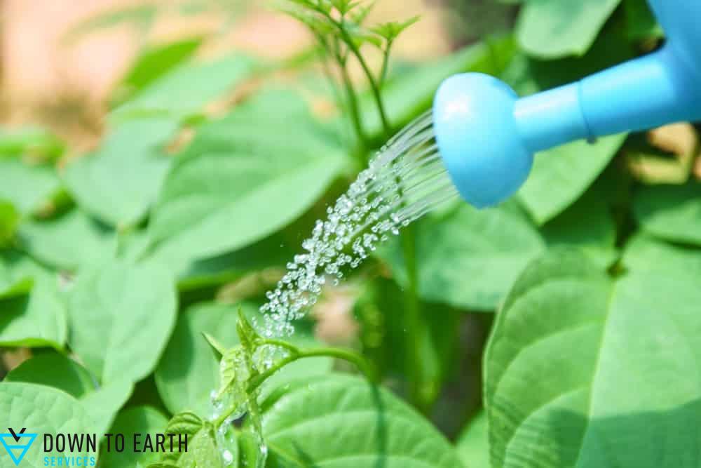 maintenance tips watering native garden